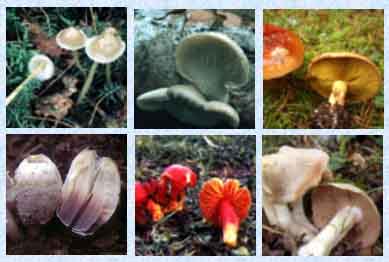 Agaricales1