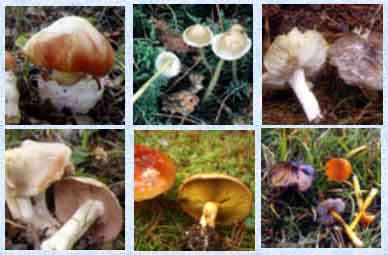 Agaricales3