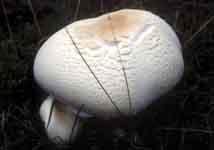 Agaricus arvensis