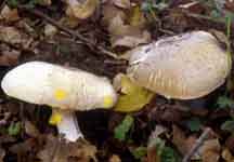 Agaricus placomyces