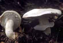 Agaricus silvicola