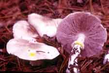 Agaricus xanthoderma