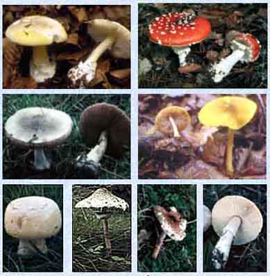 Agaricales láminas libres