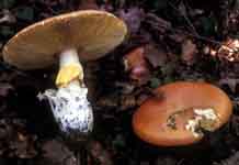 Amanita caesarea