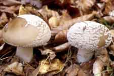 Amanita spissa