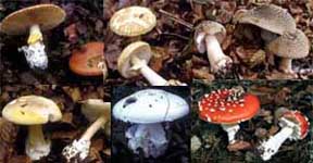 Amanitaceas