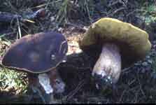 Boletus aereus