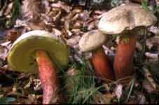 Boletus calopus