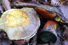 Boletus erythropus