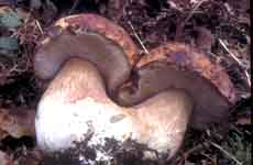 Boletus pinophilus