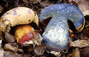 Boletus rhodopurpureus