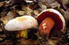 Boletus rhodoxanthus