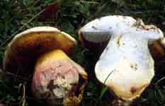 Boletus satanas