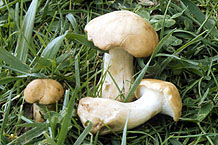 Calocybe gambosa