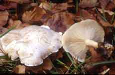 Clitocybe cerussata