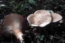 Clitocybe geotropa