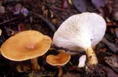 Clitocybe gibba