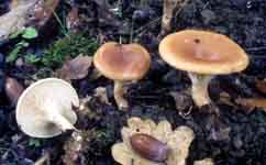 Clitocybe inversa