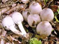 Coprinus atramentarius