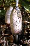 Coprinus comatus