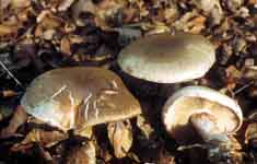 Cortinarius lividoviolaceus