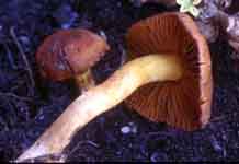 Cortinarius orellanus