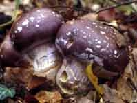 Cortinarius praestans