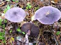 Cortinarius violaceus