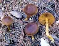 Dermocybe cinnamomea