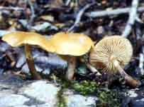 Galerina marginata