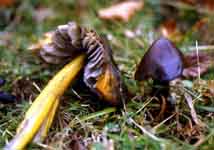 Hygrocybe nigrescens