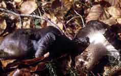 Hygrophorus marzuolus