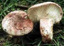 Hygrophorus russula