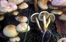 Hypholoma fascicularis