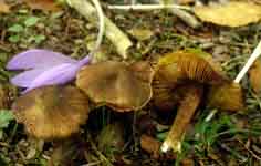 Inocybe fastigiata