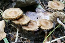 Inocybe gausapata