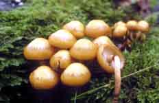 Kuheneromyces mutabilis