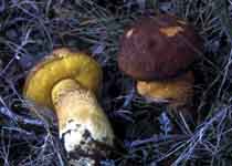 Leccinum lepidum