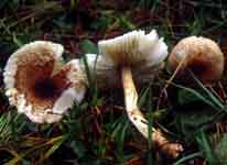 Lepiota brunneoincarnata