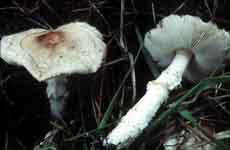 Lepiota clypeolaria