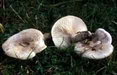 Lepista luscina