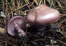 Lepista nuda