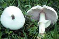 Leucoagaricus leucothites