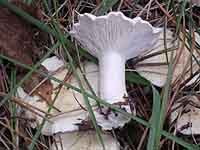 Leucopaxillus candidus