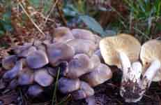 Lyophyllum decastes
