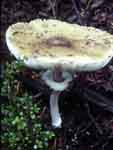 Macrolepiota procera