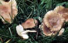 Marasmius oreades