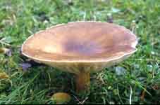 Melanoleuca grammopodia