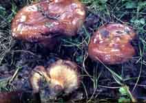 Paxillus involutus