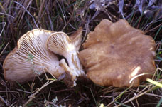 Pleurotus eryngii